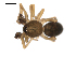  ( - BIOUG00510-F01)  @12 [ ] CC-0  G. Blagoev 2010 Unspecified