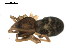  ( - BIOUG00510-G03)  @12 [ ] CC-0  G. Blagoev 2010 Unspecified