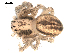  ( - BIOUG00511-B01)  @13 [ ] CC-0  G. Blagoev 2010 Unspecified