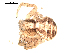  ( - BIOUG00511-B02)  @13 [ ] CC-0  G. Blagoev 2010 Unspecified