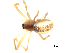  ( - BIOUG00511-H09)  @13 [ ] CC-0  G. Blagoev 2010 Unspecified