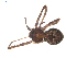  ( - BIOUG00513-F07)  @12 [ ] CC-0  G. Blagoev 2010 Unspecified