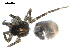  ( - BIOUG00514-E04)  @12 [ ] CC-0  G. Blagoev 2010 Unspecified
