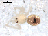  ( - BIOUG00516-E05)  @12 [ ] CC-0  G. Blagoev 2010 Unspecified