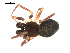  ( - BIOUG00518-D11)  @13 [ ] CC-0  G. Blagoev 2010 Unspecified