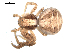  ( - BIOUG00519-H11)  @13 [ ] CC-0  G. Blagoev 2010 Unspecified