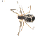  ( - BIOUG00520-B02)  @13 [ ] CC-0  G. Blagoev 2010 Unspecified