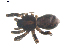  ( - BIOUG00520-G01)  @12 [ ] CC-0  G. Blagoev 2010 Unspecified