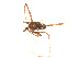  ( - BIOUG00521-A02)  @12 [ ] CC-0  G. Blagoev 2010 Unspecified