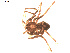  ( - BIOUG00521-A03)  @12 [ ] CC-0  G. Blagoev 2010 Unspecified