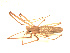  ( - BIOUG00521-A09)  @12 [ ] CC-0  G. Blagoev 2010 Unspecified
