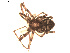  ( - BIOUG00524-G10)  @12 [ ] CC-0  G. Blagoev 2010 Unspecified