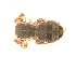  ( - BIOUG00530-A01)  @12 [ ] CC-0  G. Blagoev 2010 Unspecified