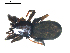  ( - BIOUG00612-B11)  @12 [ ] CC-0  G. Blagoev 2010 Unspecified