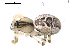  ( - CCDB-08825B12)  @13 [ ] CC-0  G. Blagoev 2010 Unspecified