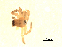  ( - CCDB-08825D06)  @12 [ ] CC-0  G. Blagoev 2010 Unspecified