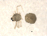  ( - CCDB-08825E08)  @12 [ ] CC-0  G. Blagoev 2010 Unspecified