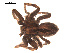  ( - 09PROBE-1670-01)  @13 [ ] CreativeCommons - Attribution (2009) Gergin Blagoev, Centre for Biodiversity Genomics Centre for Biodiversity Genomics