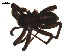  ( - 09PROBE-1678-01)  @12 [ ] CreativeCommons - Attribution (2009) Gergin Blagoev, Centre for Biodiversity Genomics Centre for Biodiversity Genomics