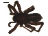  ( - 09PROBE-1678-02)  @12 [ ] CreativeCommons - Attribution (2009) Gergin Blagoev, Centre for Biodiversity Genomics Centre for Biodiversity Genomics
