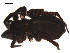  ( - 09PROBE-1678-03)  @13 [ ] CreativeCommons - Attribution (2009) Gergin Blagoev, Centre for Biodiversity Genomics Centre for Biodiversity Genomics