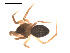  ( - 09PROBE-1741-01)  @12 [ ] CreativeCommons - Attribution (2009) Gergin Blagoev, Centre for Biodiversity Genomics Centre for Biodiversity Genomics