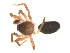  ( - 09PROBE-1741-02)  @12 [ ] CreativeCommons - Attribution (2009) Gergin Blagoev, Centre for Biodiversity Genomics Centre for Biodiversity Genomics