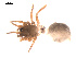  ( - 09PROBE-1813-01)  @12 [ ] CreativeCommons - Attribution (2009) Gergin Blagoev, Centre for Biodiversity Genomics Centre for Biodiversity Genomics
