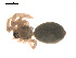  ( - 09PROBE-1852-01)  @12 [ ] CreativeCommons - Attribution (2009) Gergin Blagoev, Centre for Biodiversity Genomics Centre for Biodiversity Genomics