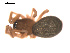 ( - 09PROBE-1864-01)  @12 [ ] CreativeCommons - Attribution (2009) Gergin Blagoev, Centre for Biodiversity Genomics Centre for Biodiversity Genomics