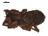  ( - 09PROBE-1890-01)  @12 [ ] CreativeCommons - Attribution (2009) Gergin Blagoev, Centre for Biodiversity Genomics Centre for Biodiversity Genomics