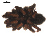 ( - 09PROBE-1892-01)  @12 [ ] CreativeCommons - Attribution (2009) Gergin Blagoev, Centre for Biodiversity Genomics Centre for Biodiversity Genomics