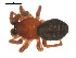  ( - 09PROBE-1942-01)  @12 [ ] CreativeCommons - Attribution (2009) Gergin Blagoev, Centre for Biodiversity Genomics Centre for Biodiversity Genomics