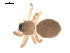  ( - 09PROBE-1963-01)  @12 [ ] CreativeCommons - Attribution (2009) Gergin Blagoev, Centre for Biodiversity Genomics Centre for Biodiversity Genomics