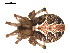  ( - 09PROBE-1978-01)  @12 [ ] CreativeCommons - Attribution (2010) Unspecified Centre for Biodiversity Genomics