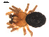  ( - 09PROBE-1978-08)  @12 [ ] CreativeCommons - Attribution (2010) Unspecified Centre for Biodiversity Genomics