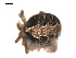  ( - 09PROBE-1978-122)  @12 [ ] CreativeCommons - Attribution (2009) Gergin Blagoev, Centre for Biodiversity Genomics Centre for Biodiversity Genomics