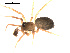  ( - 09PROBE-1978-163)  @12 [ ] CreativeCommons - Attribution (2009) Gergin Blagoev, Centre for Biodiversity Genomics Centre for Biodiversity Genomics