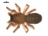  ( - 09PROBE-1978-196)  @12 [ ] CreativeCommons - Attribution (2009) Gergin Blagoev, Centre for Biodiversity Genomics Centre for Biodiversity Genomics