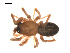  ( - 09PROBE-1978-203)  @12 [ ] CreativeCommons - Attribution (2009) Gergin Blagoev, Centre for Biodiversity Genomics Centre for Biodiversity Genomics