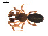  ( - 09PROBE-1978-213)  @12 [ ] CreativeCommons - Attribution (2009) Gergin Blagoev, Centre for Biodiversity Genomics Centre for Biodiversity Genomics