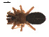  ( - 09PROBE-1978-215)  @12 [ ] CreativeCommons - Attribution (2009) Gergin Blagoev, Centre for Biodiversity Genomics Centre for Biodiversity Genomics