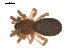  ( - 09PROBE-1978-221)  @13 [ ] CreativeCommons - Attribution (2009) Gergin Blagoev, Centre for Biodiversity Genomics Centre for Biodiversity Genomics
