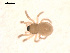  ( - 09PROBE-1978-234)  @13 [ ] CreativeCommons - Attribution (2009) Gergin Blagoev, Centre for Biodiversity Genomics Centre for Biodiversity Genomics