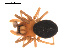  ( - 09PROBE-1978-238)  @12 [ ] CreativeCommons - Attribution (2009) Gergin Blagoev, Centre for Biodiversity Genomics Centre for Biodiversity Genomics