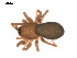  ( - 09PROBE-1978-278)  @13 [ ] CreativeCommons - Attribution (2009) Gergin Blagoev, Centre for Biodiversity Genomics Centre for Biodiversity Genomics