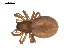  (Sciastes hastatus - 09PROBE-1978-281)  @13 [ ] CreativeCommons - Attribution (2009) Gergin Blagoev, Centre for Biodiversity Genomics Centre for Biodiversity Genomics