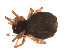  ( - 09PROBE-1978-350)  @12 [ ] CreativeCommons - Attribution (2009) Gergin Blagoev, Centre for Biodiversity Genomics Centre for Biodiversity Genomics