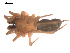  ( - 09PROBE-1978-418)  @13 [ ] CreativeCommons - Attribution (2009) Gergin Blagoev, Centre for Biodiversity Genomics Centre for Biodiversity Genomics