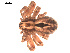 ( - 09PROBE-1978-547)  @13 [ ] CreativeCommons - Attribution (2009) Gergin Blagoev, Centre for Biodiversity Genomics Centre for Biodiversity Genomics